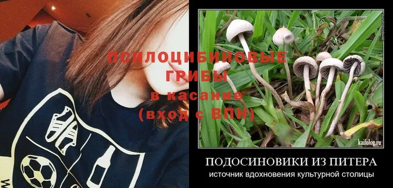 дарнет шоп  Алапаевск  Галлюциногенные грибы Psilocybe 